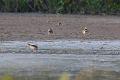 Killdeer 092008 253
